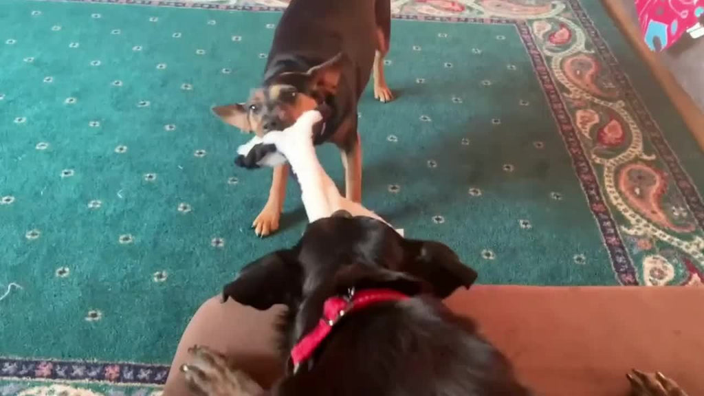 5-piece Set Of Dog Squeaking Toys